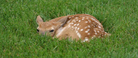 Organic Lawn care